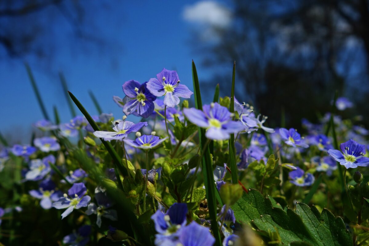 Апрель в голубом... - Галина 