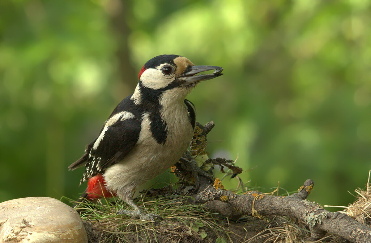 ... - Вячеслав Минаев
