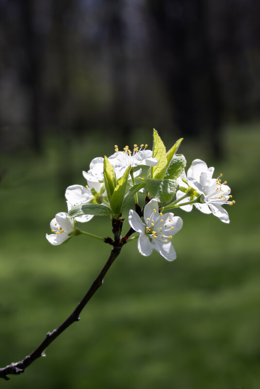 *** - Александр. AVG100 ---