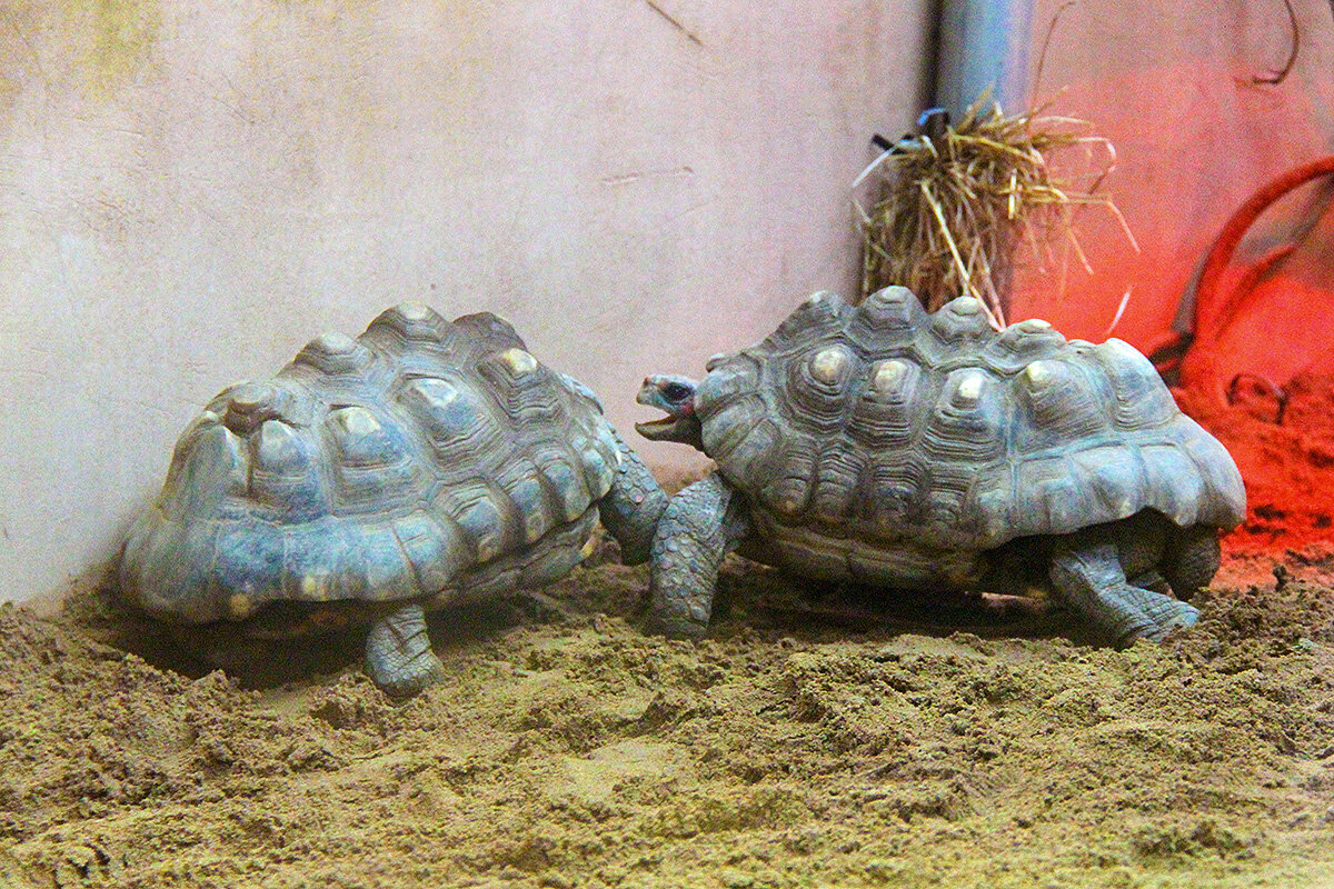 Черепашки-ниндзя - Сергей Сомихин