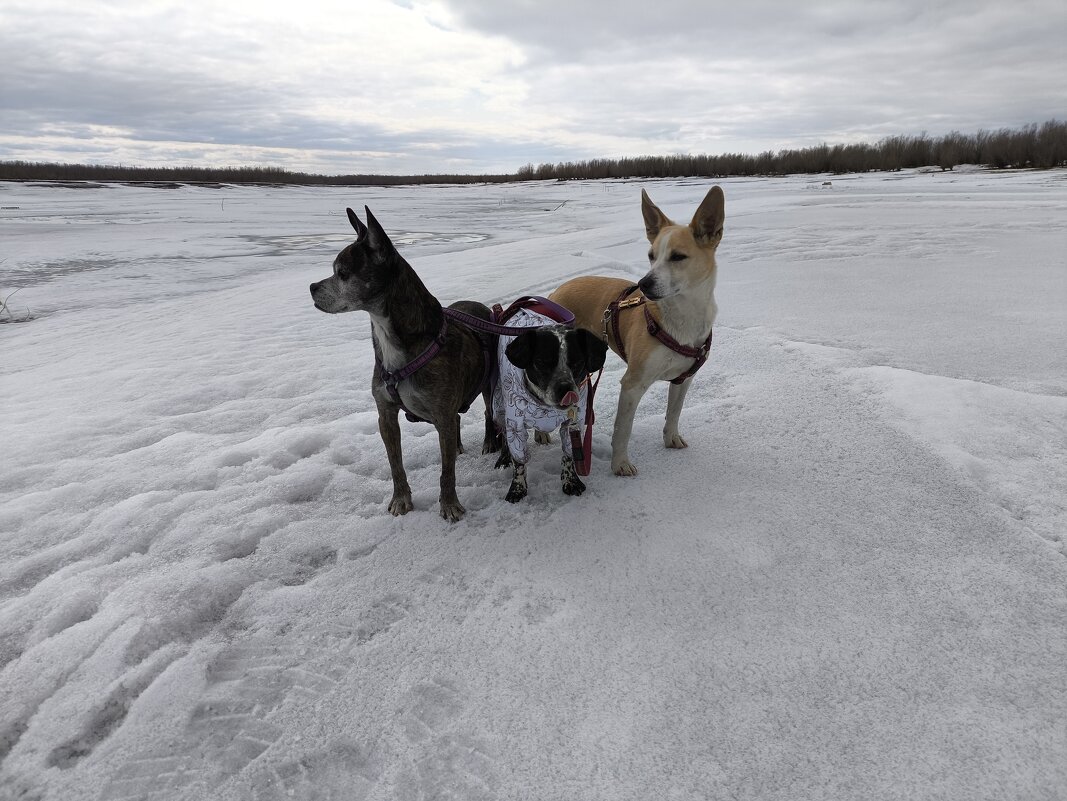 Под охраной - Anna Ivanova