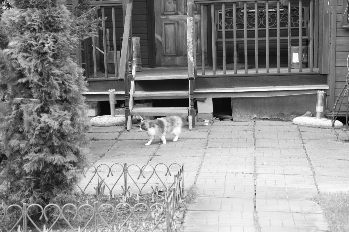 Мечты о ч/б Лейке 109. - Михаил Елочкин