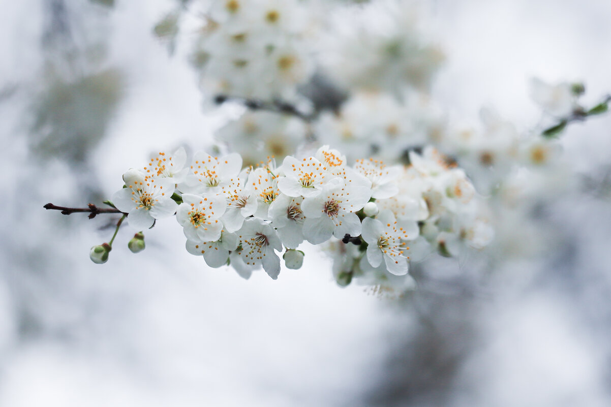 Цветём - Игорь Шевченко