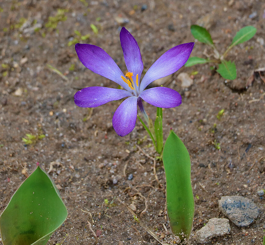И один в поле воин... - Светлана 