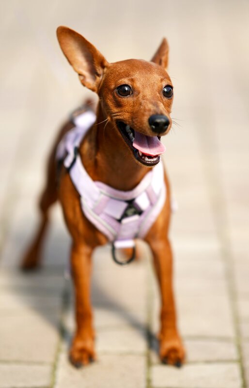 ... - Владимир Салапонов