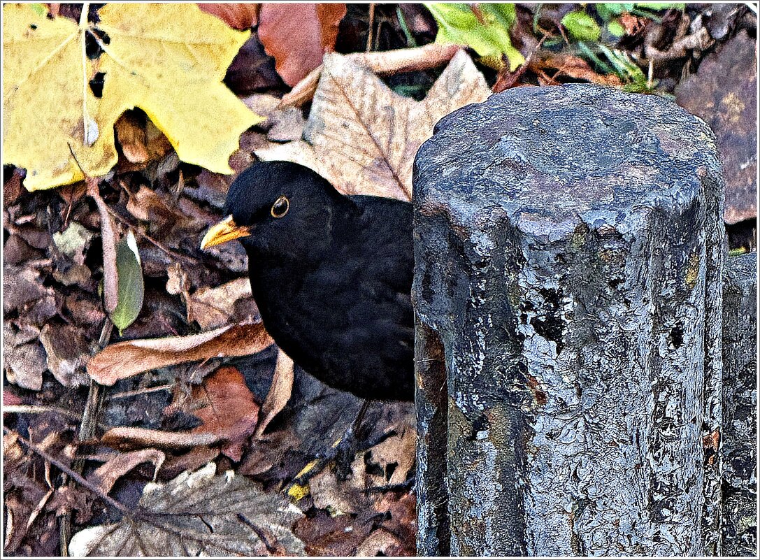 Чёрный дрозд. - Валерия Комова