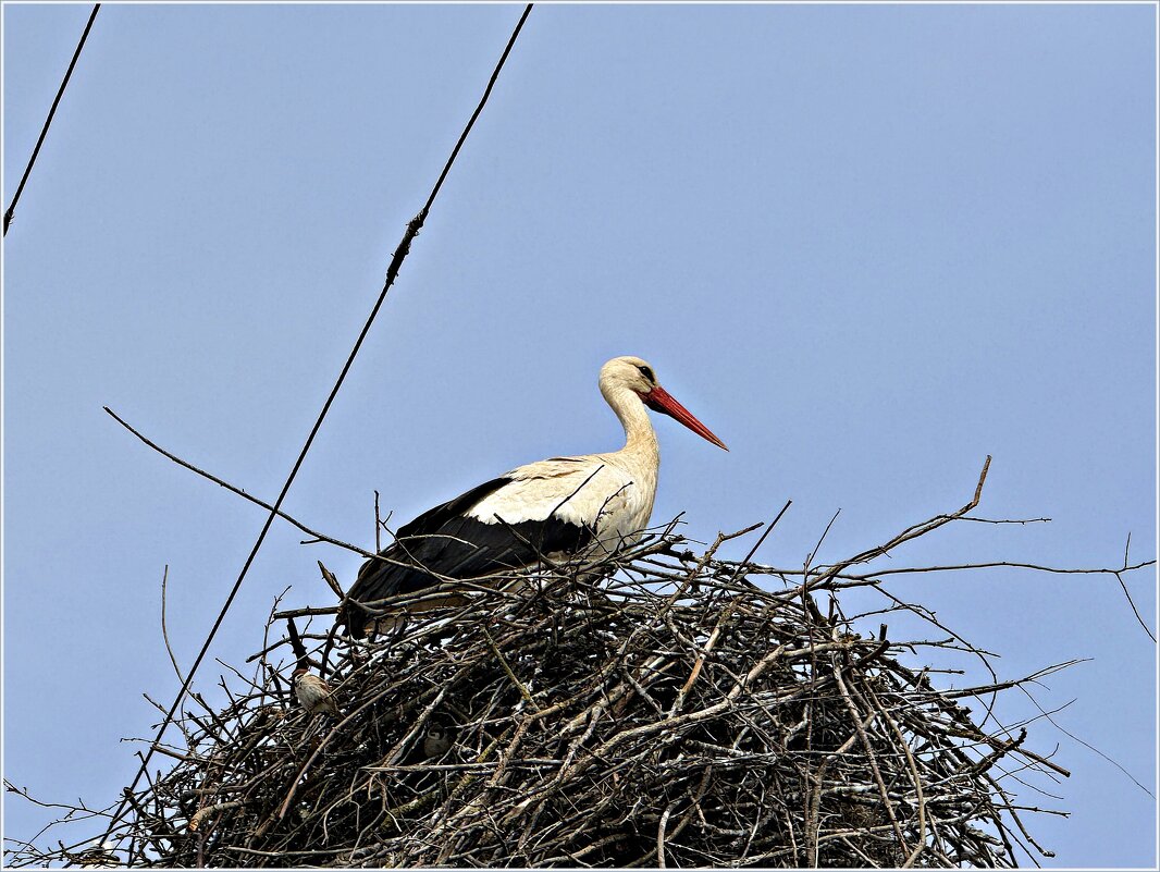 Аист. - Валерия Комова