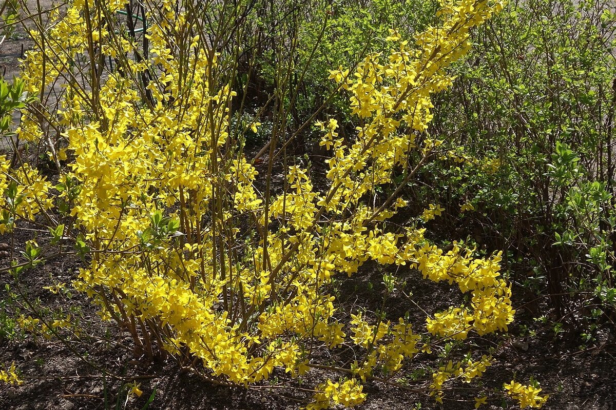 Апрельские этюды - Рита Симонова