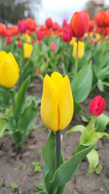 ,,, - Сергей Тимоновский