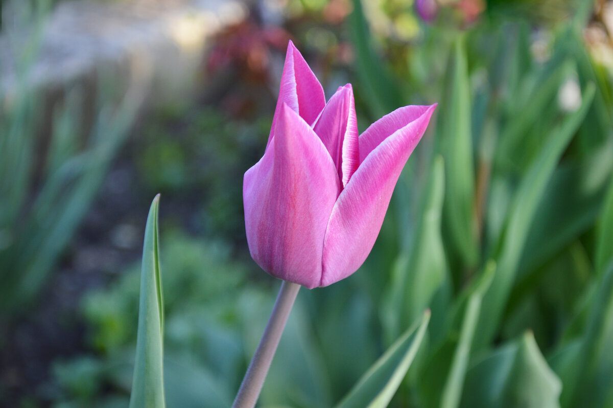 Сиреневое чудо... - Надежда Куркина 