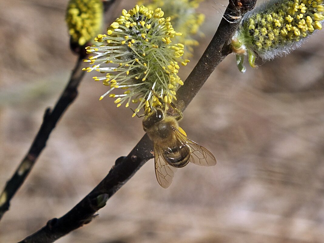 ** - Зоя Мишина