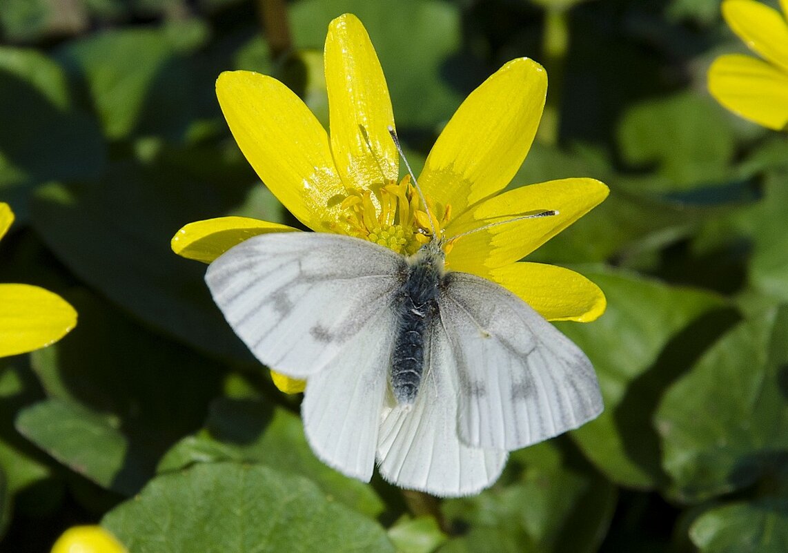 Весна! - Aleksandr .