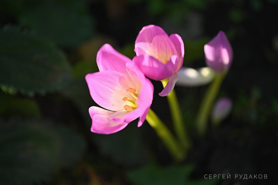 Блеснувшие - Сергей 