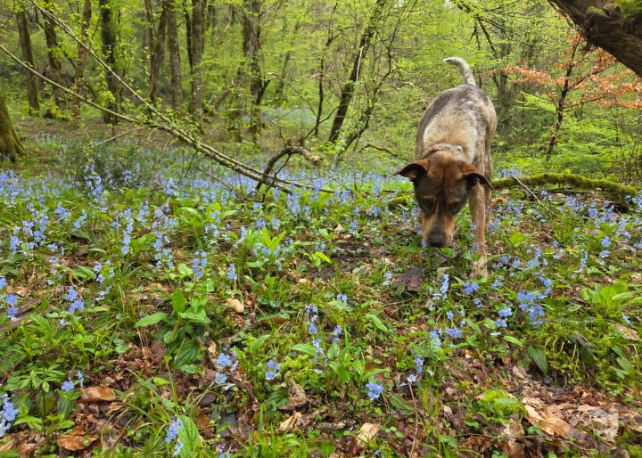 Бади - Tata Wolf
