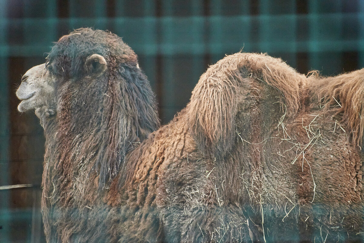 Верблюд - Александр Леонов