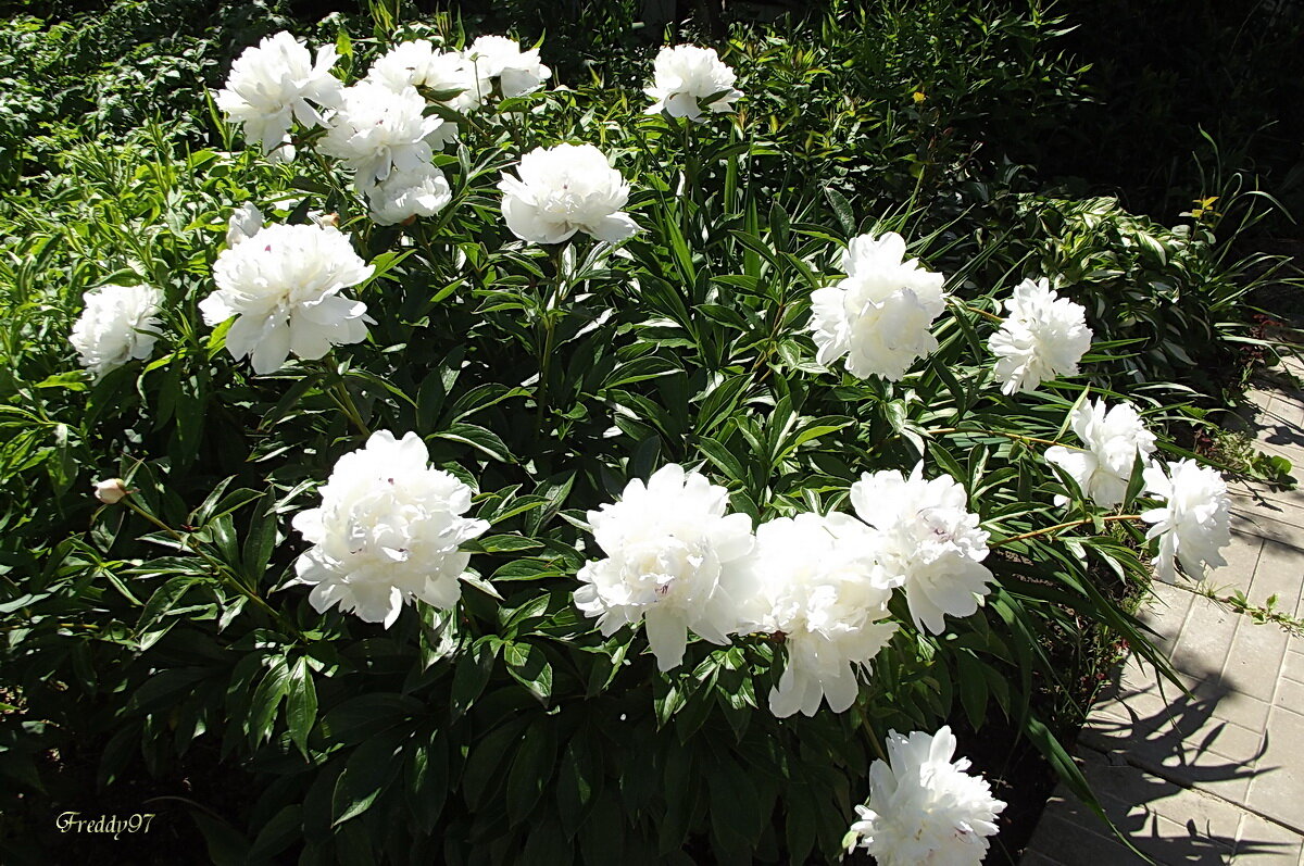 Пионы - Freddy 97