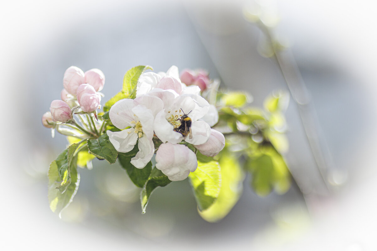 Яблони в цвету - Светлана Тихонина