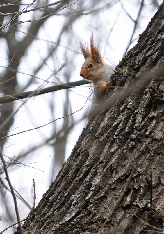 Белочка) - Алефтина 