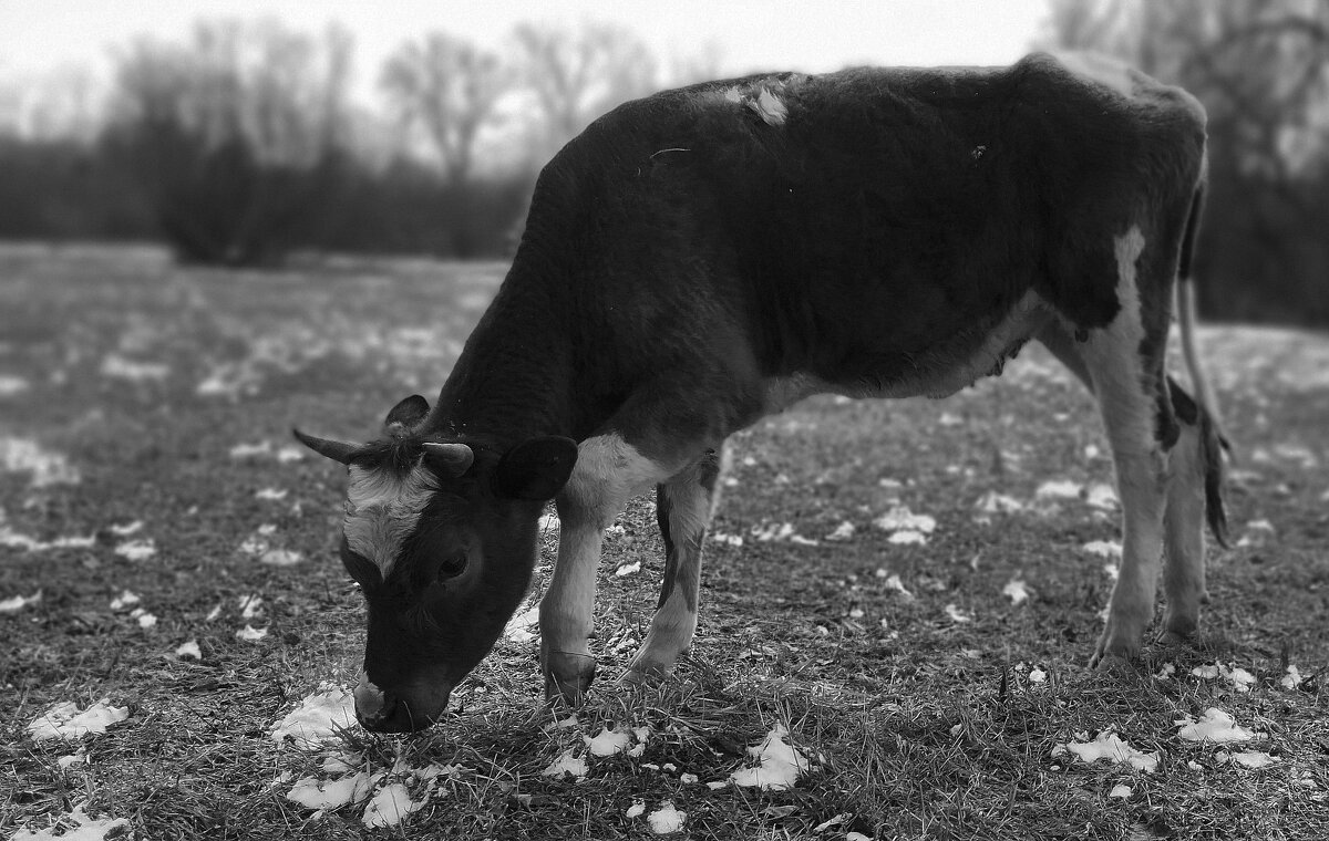 Бык - Радмир Арсеньев