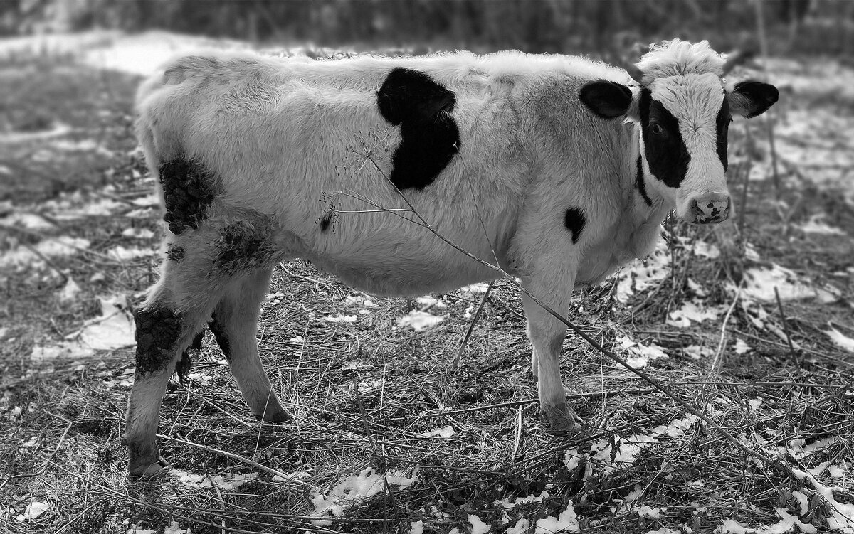 Бык - Радмир Арсеньев