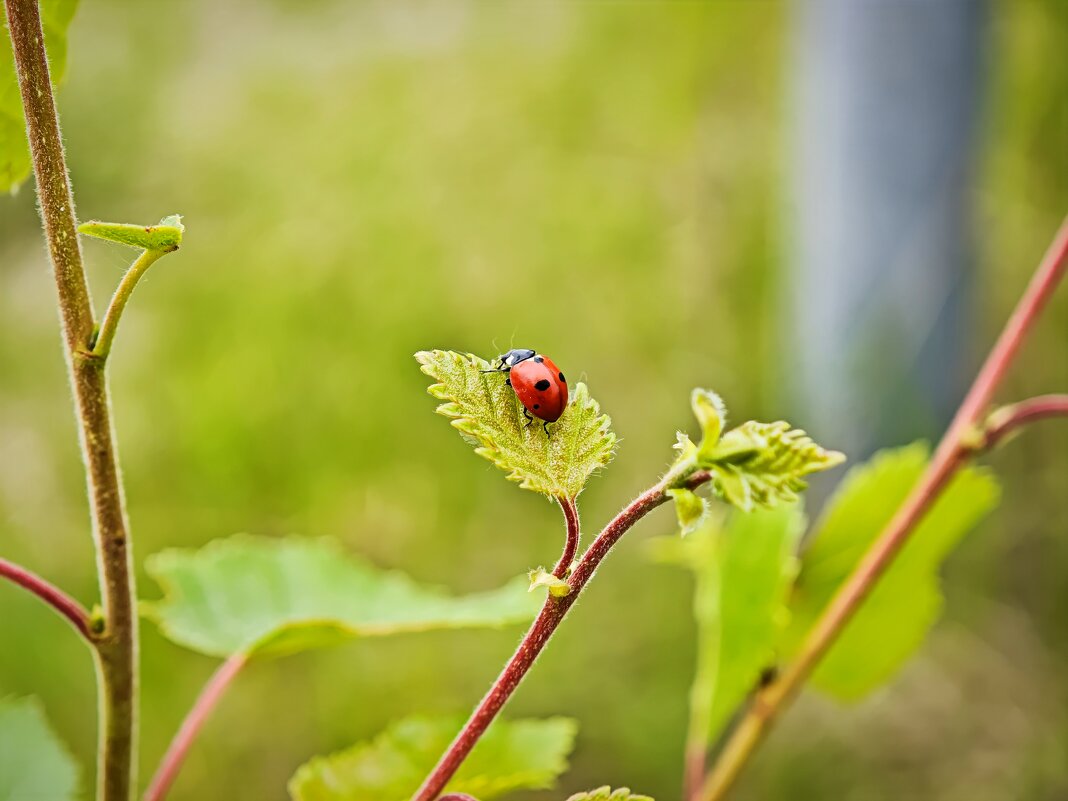 Божья коровка - Александр 