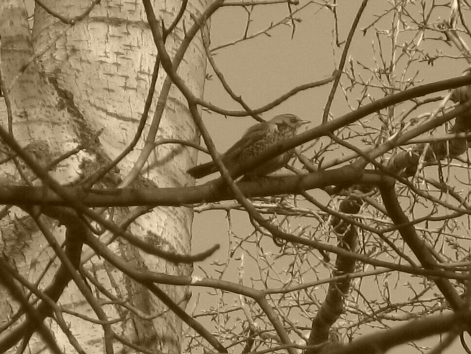 Дрозд на ветке - Дмитрий Никитин