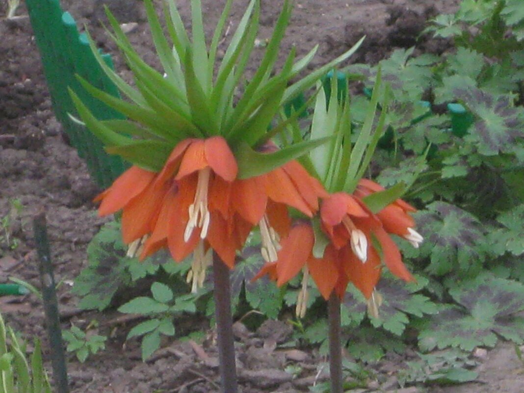 Рябчик императорский - Дмитрий Никитин