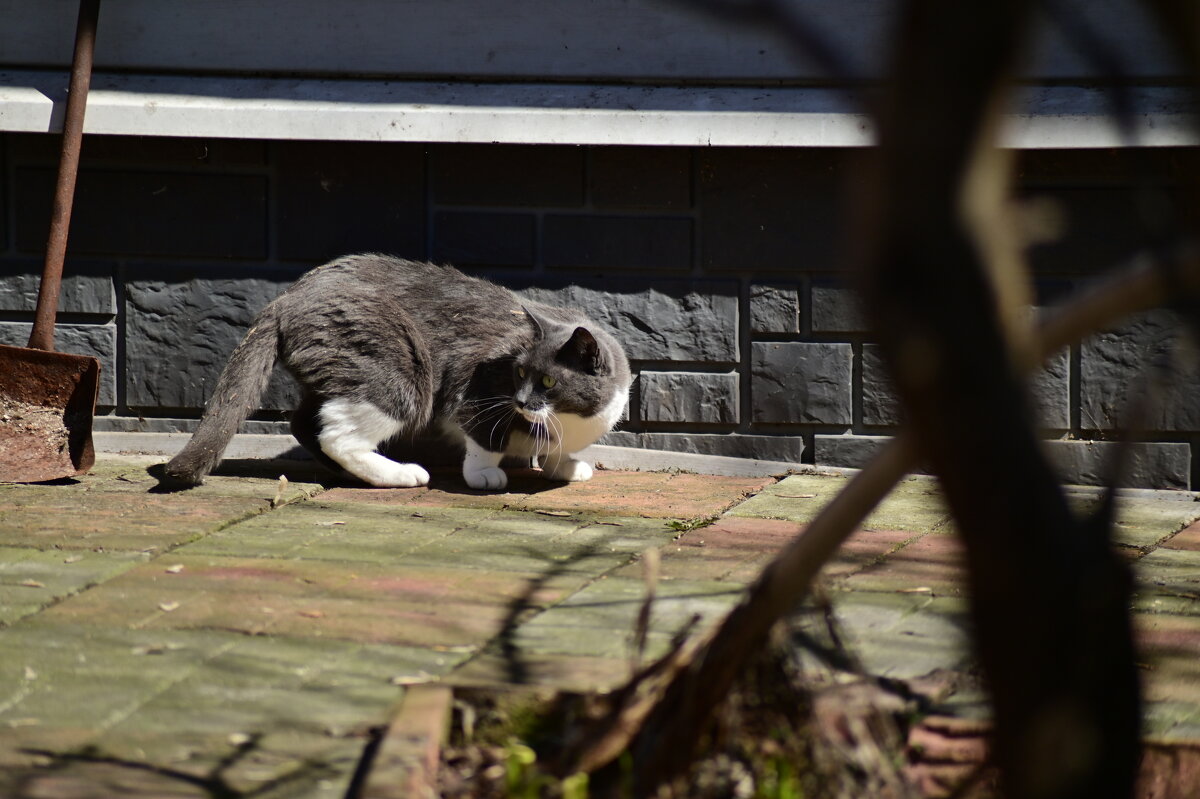 Σ - Константин Сафронов
