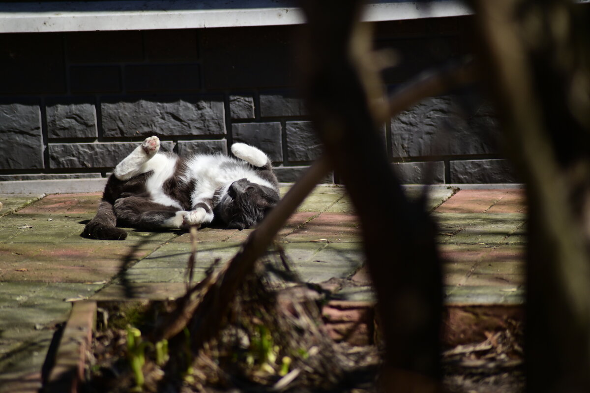 Σ - Константин Сафронов