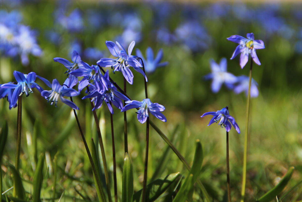 Брызги синих цветков распускает.. - Татьян@ Ивановна