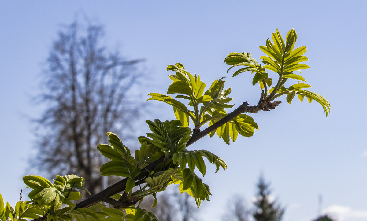 Б/Н - Николай 