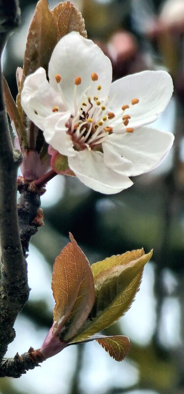 Весна - Михаил Свиденцов