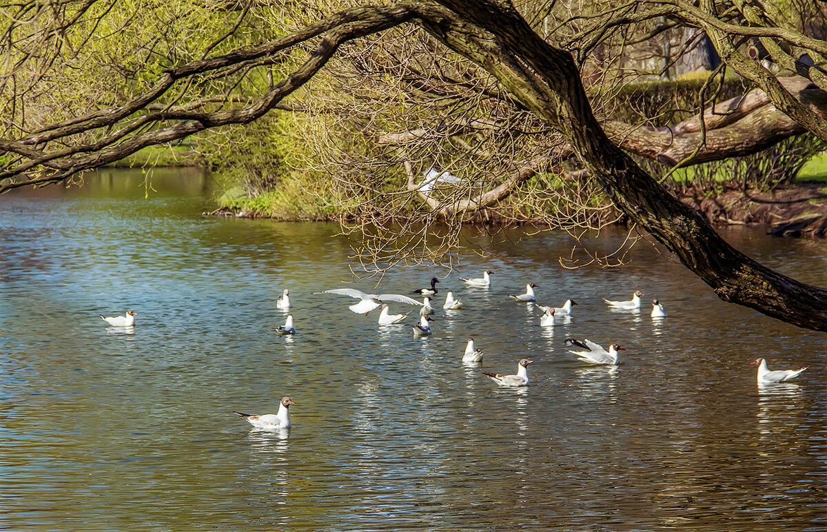 Весеннее оживление... - Bosanat 