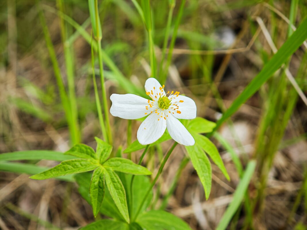 Цветок - Александр 