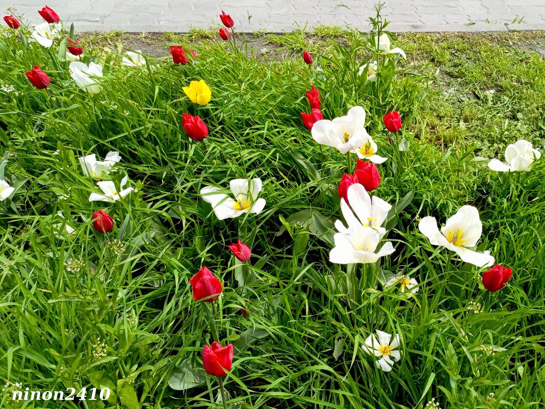 Апрельские тюльпаны - Нина Бутко