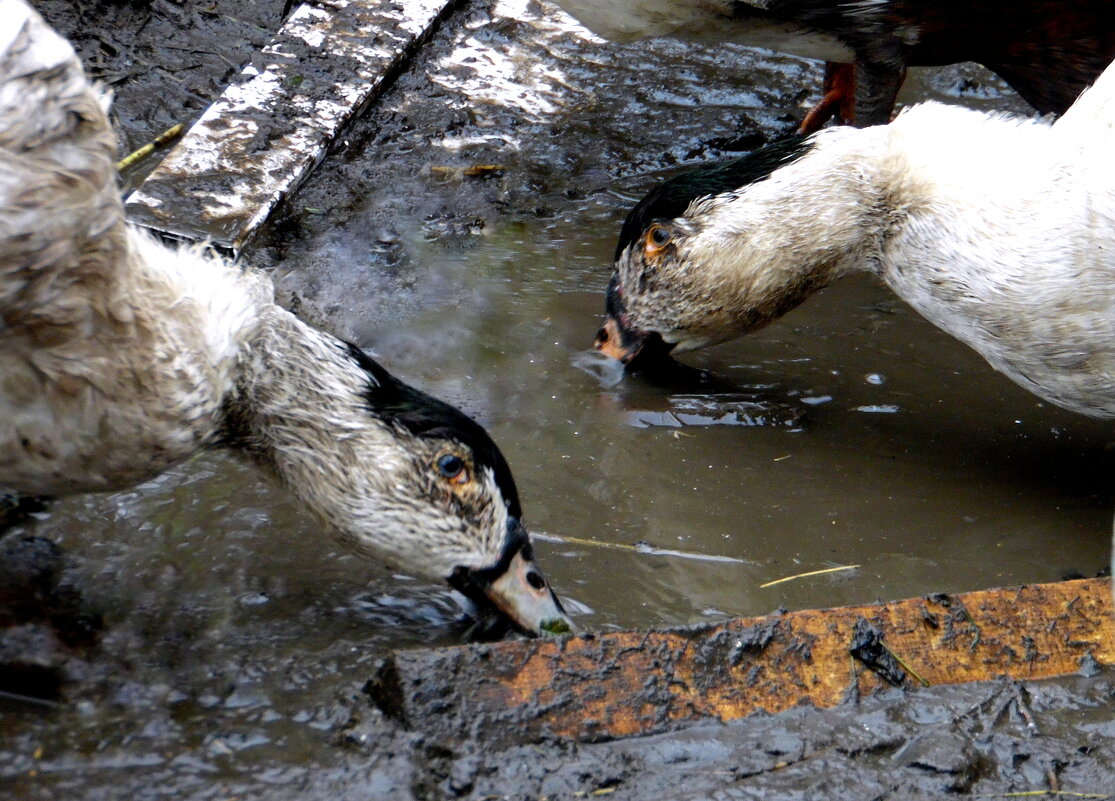 Золотоискатели. - nadyasilyuk Вознюк