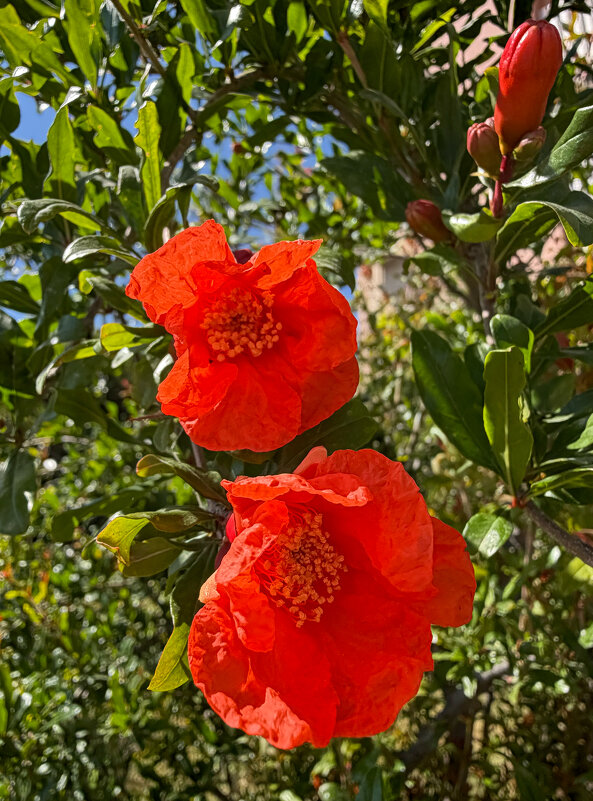 Цветение дикого граната. - Александр Деревяшкин