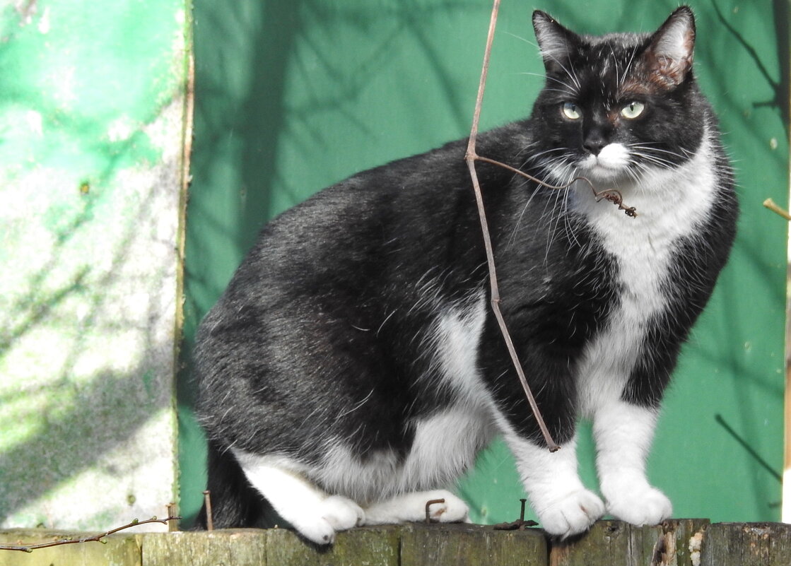 весенние зарисовки - ИННА ПОРОХОВА