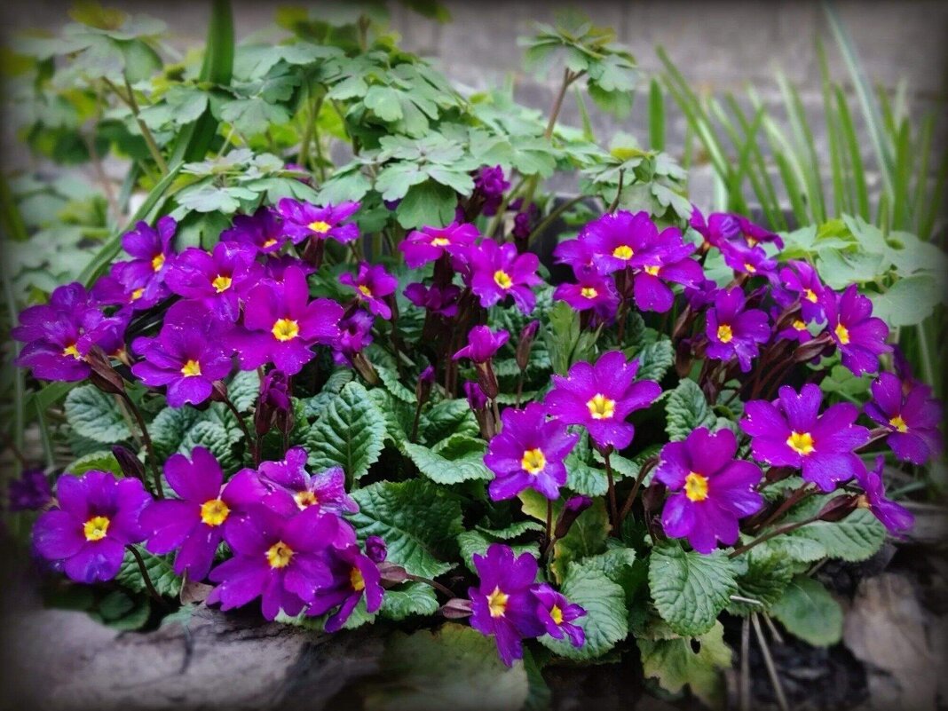 Сиреневая притмула - Елена Сухорученкова