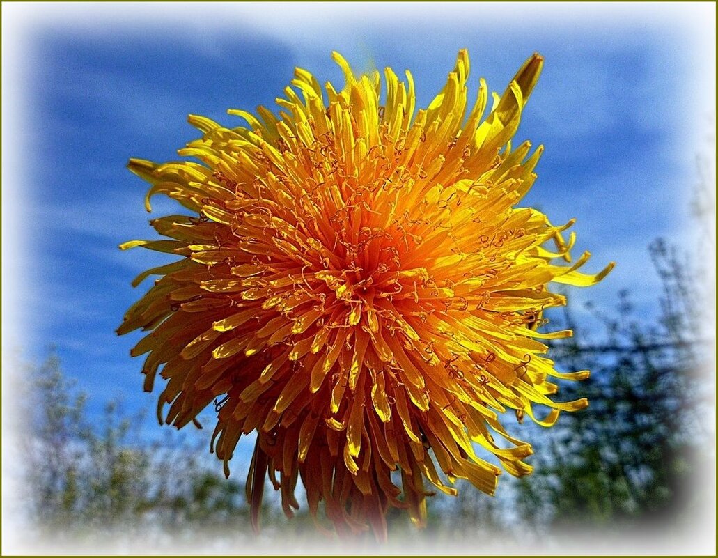 Солнечный одуванчик ... - Валентина Надсон