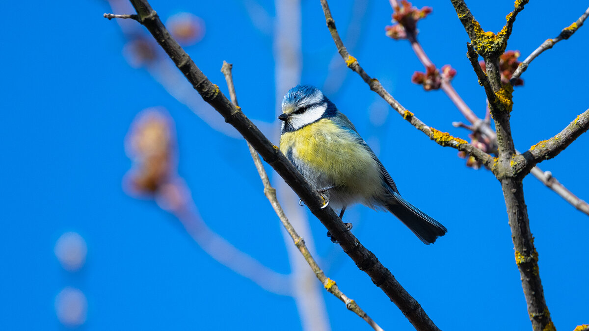 Лазоревка - Владимир Лазарев