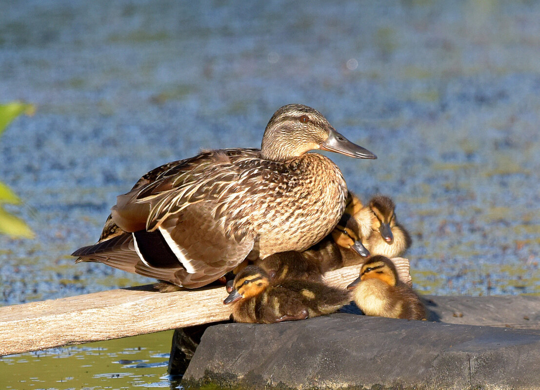 На островке. - Михаил Белоусов