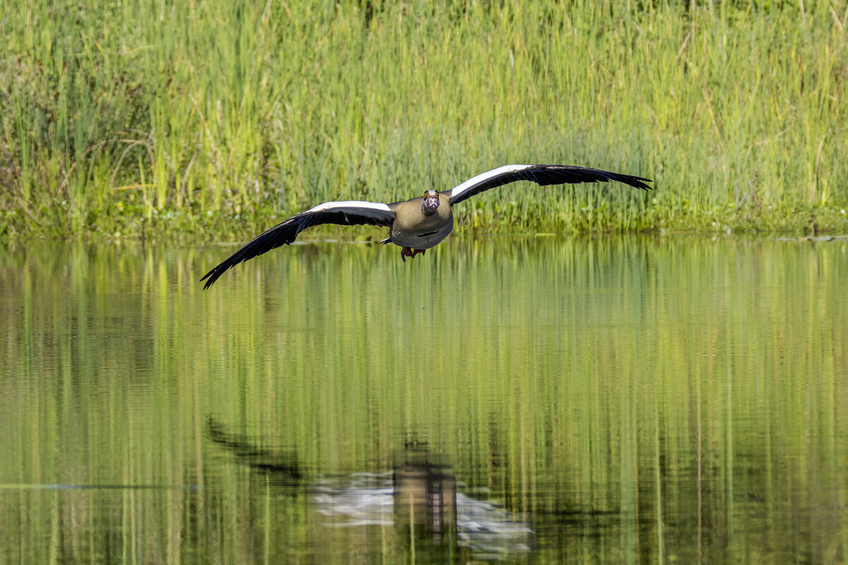 Нильский гусь. - Alexander Amromin