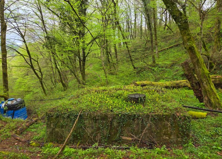 ПРОГУЛКА - Tata Wolf