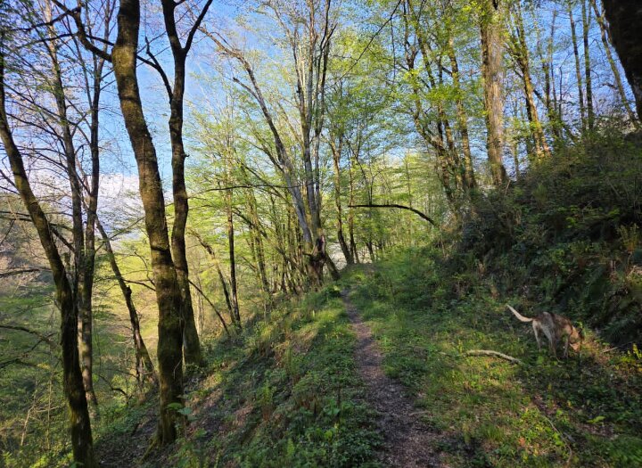 ПРОГУЛКА - Tata Wolf