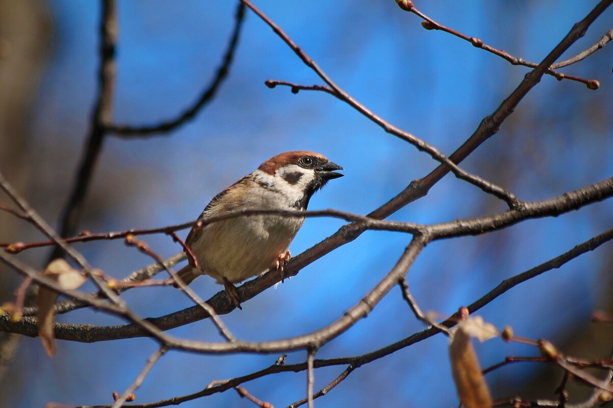 Воинственный воробей. - Татьяна Бравая