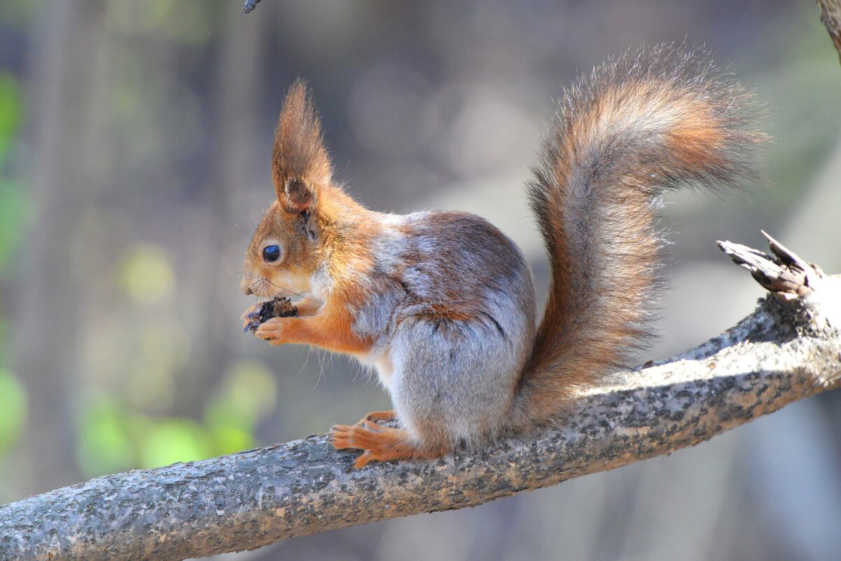 Белка - Константин Анисимов