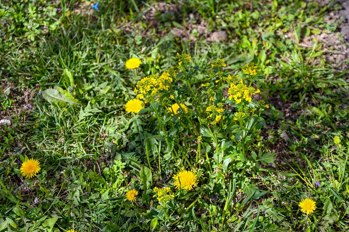 Цветы на газоне - Валерий Иванович