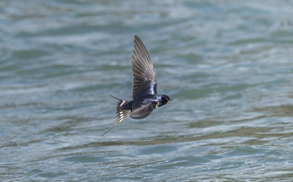 ласточка деревенская. - юрий макаров