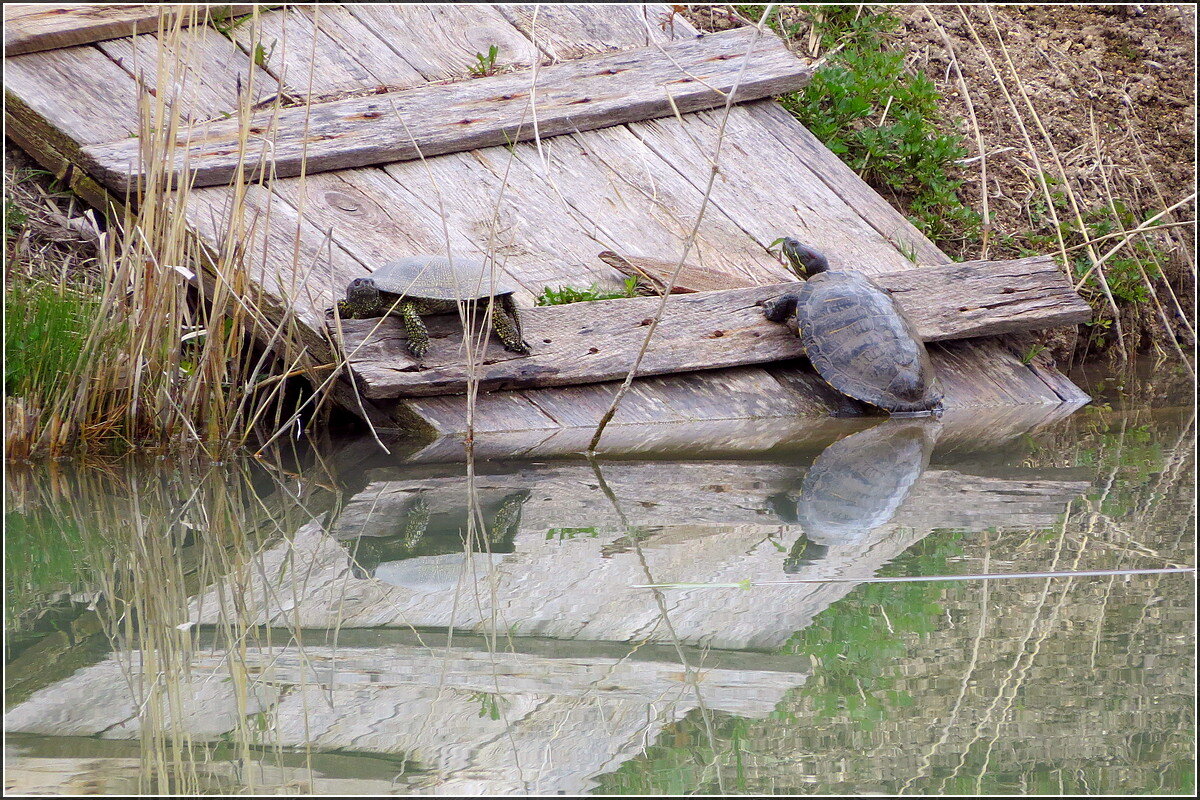 две разновидности - Сеня Белгородский